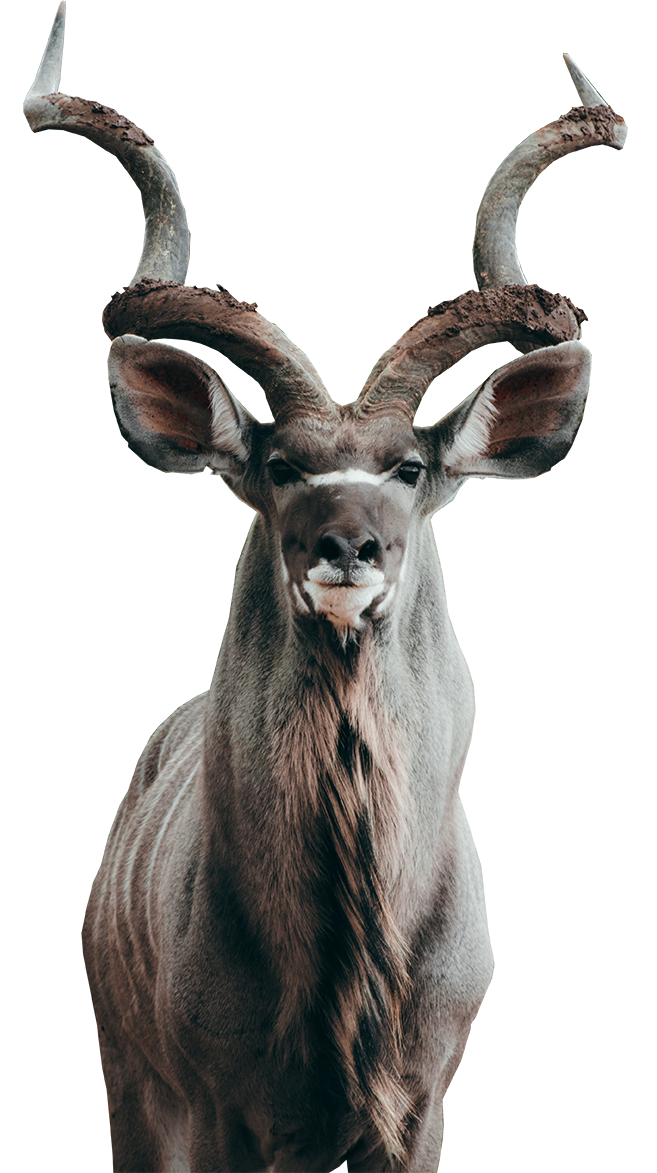 Shoshone Adventure Consulting: A Kudu bull