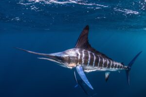 Striped marlin hunting mackerel and sardines