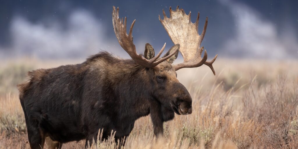 A Bull Moose in Wyoming