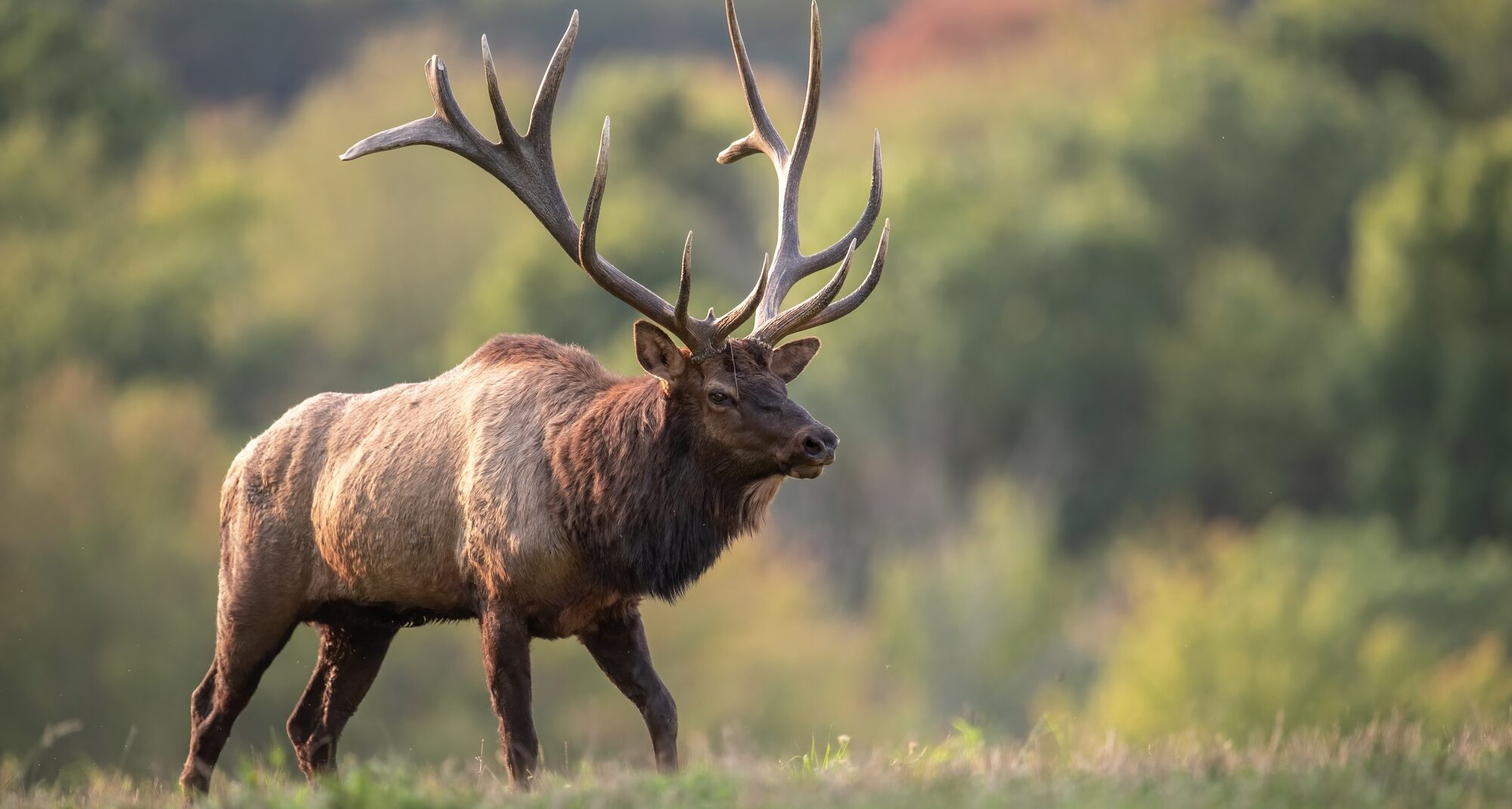 Shoshone Hunting Adventures Bull Elk Portrait