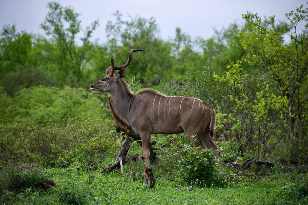 Greater kudu standing amidst dense greenery showcasing its impressive horns and natural habitat.