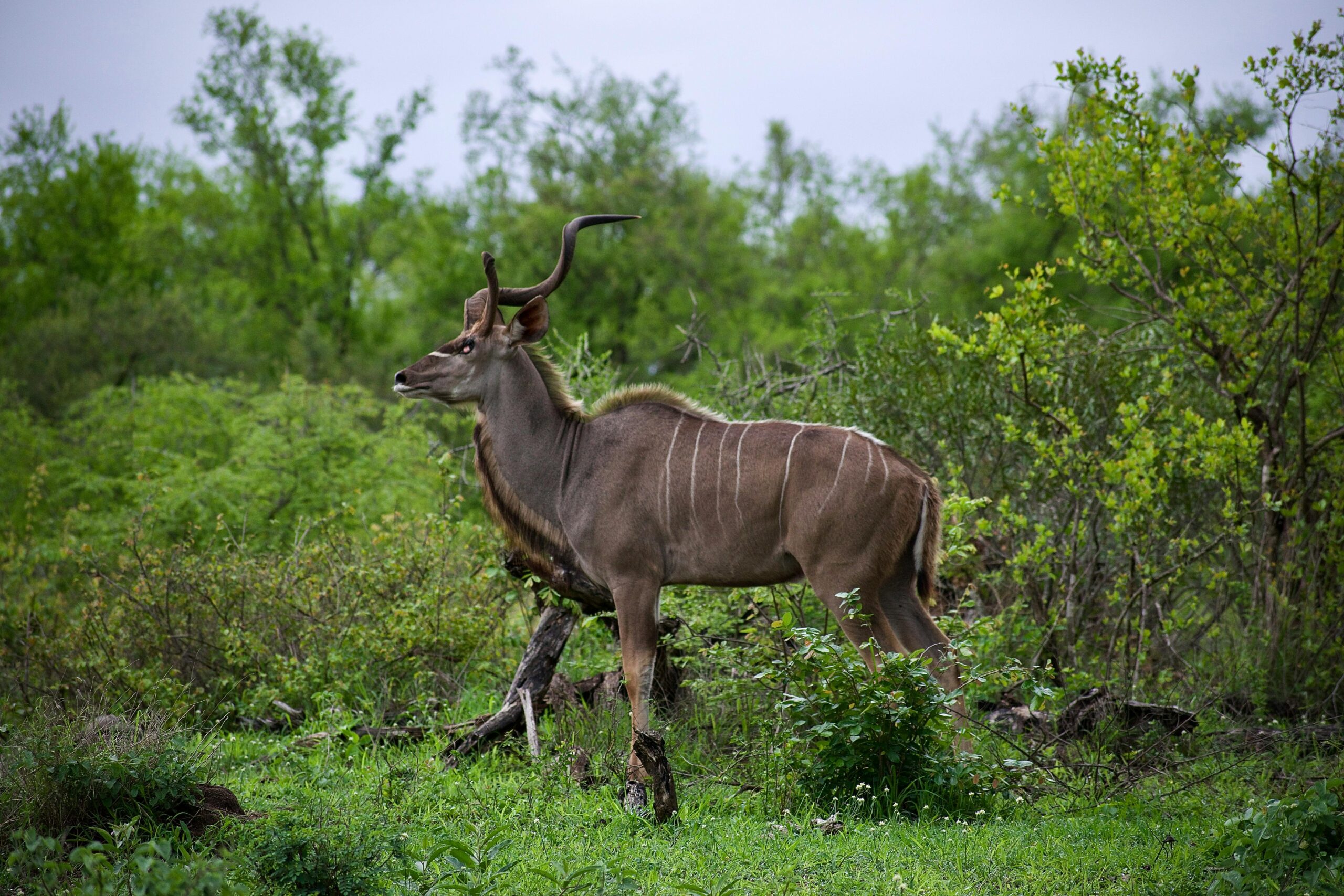 Greater kudu standing amidst dense greenery showcasing its impressive horns and natural habitat.