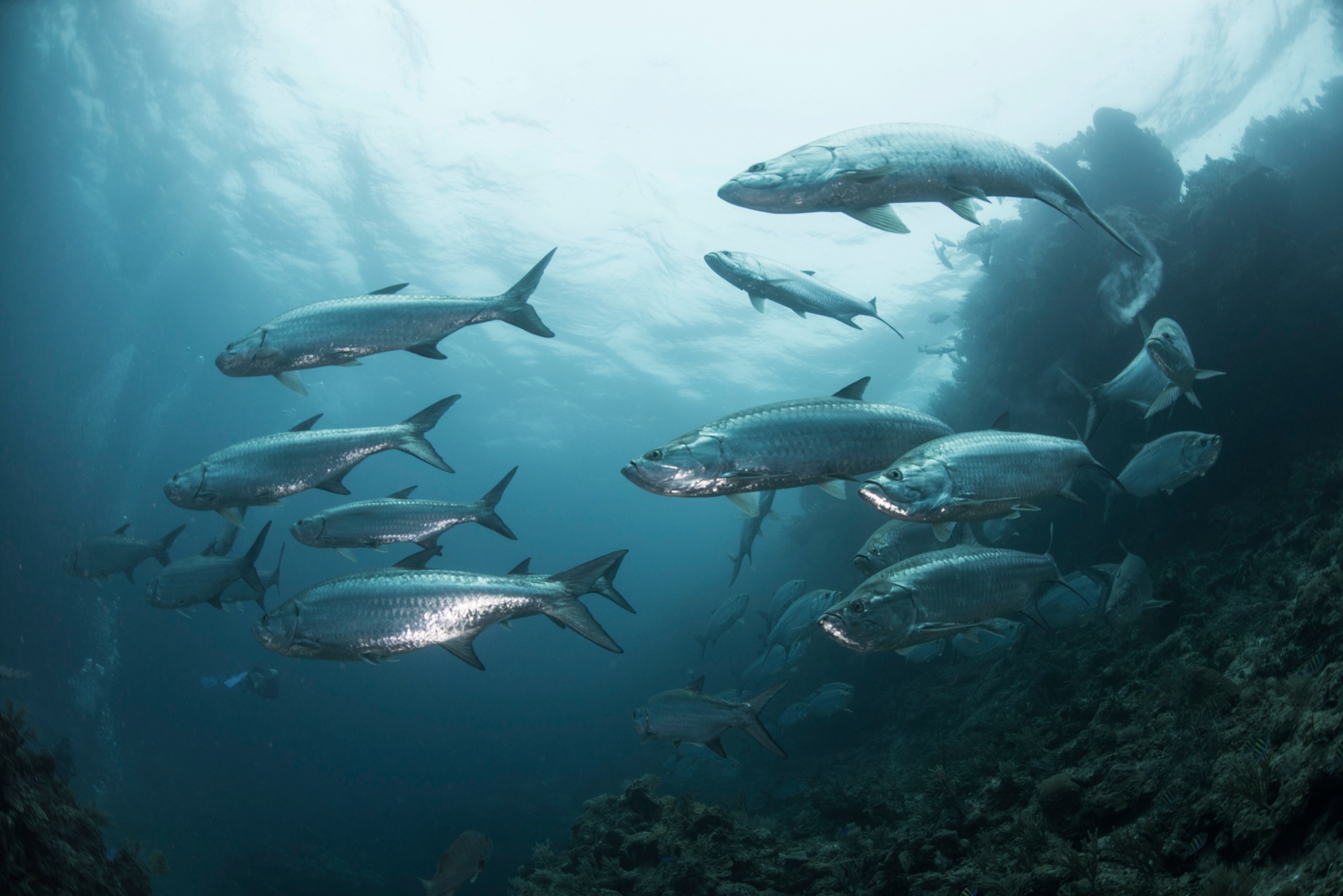 School of tarpon fish at reef, Xcalak, Quintana Roo, Mexico, North America