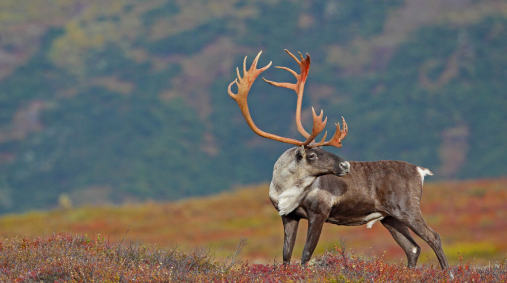 Shoshone Hunting Adventures Caribou
