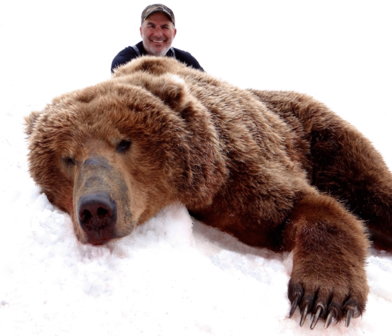 6419c264bb5a483c3f876ea0 brown bear 1