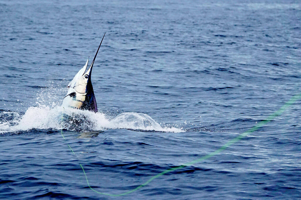 6419c264bb5a4858b5876fce adobestock 359065085 2