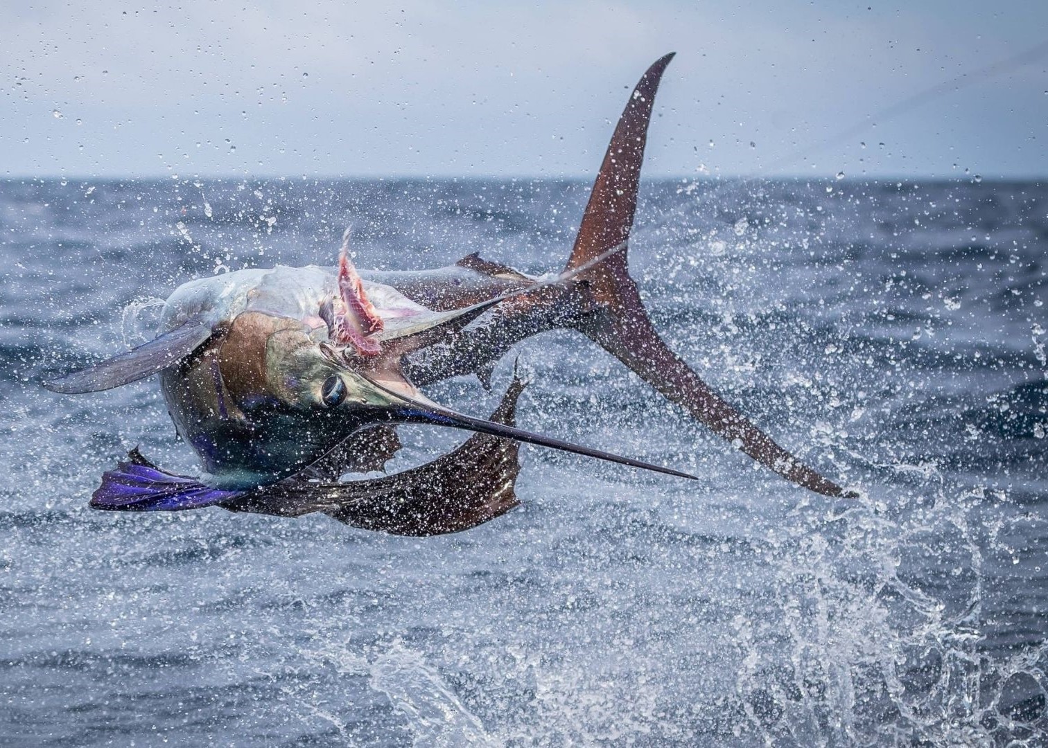 6419c264bb5a48653987708e new 8s