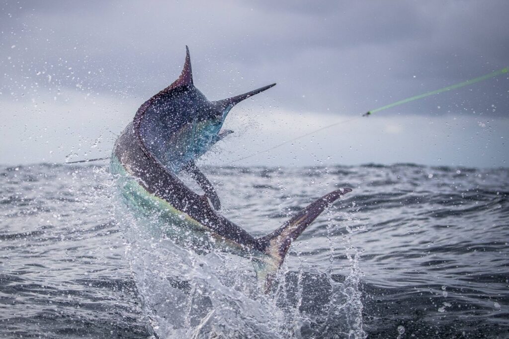 6419c264bb5a487fa7877091 new 9s