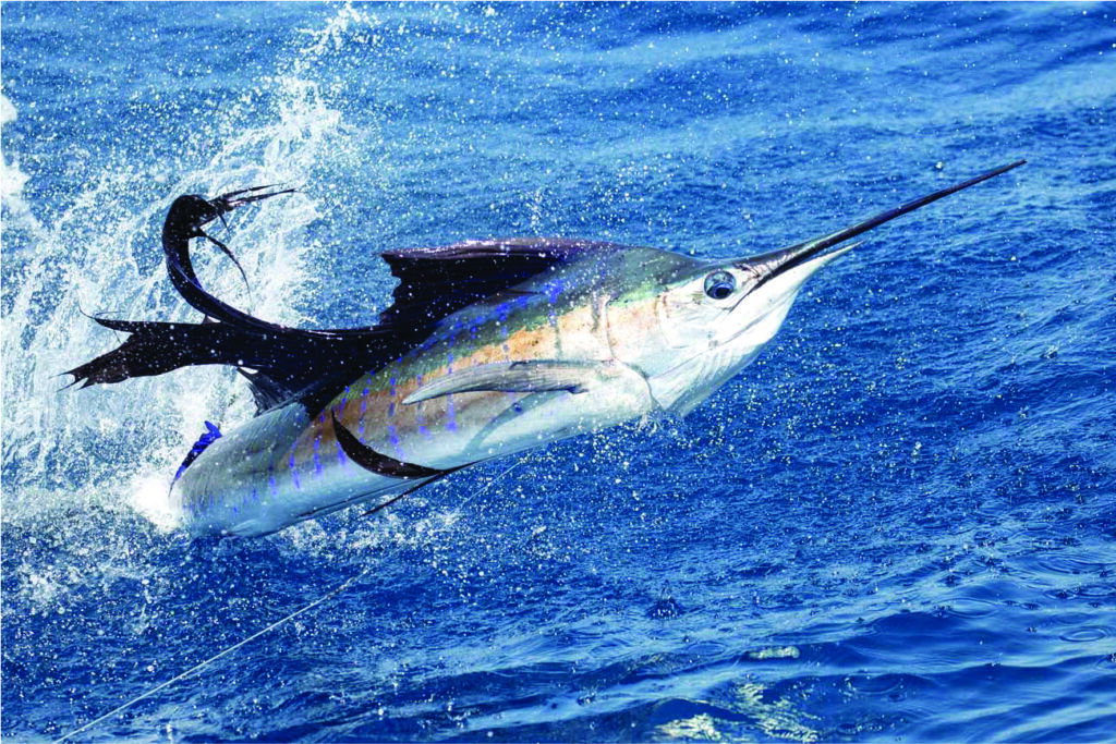 6419c264bb5a488c55876de8 ivqfrr.tif