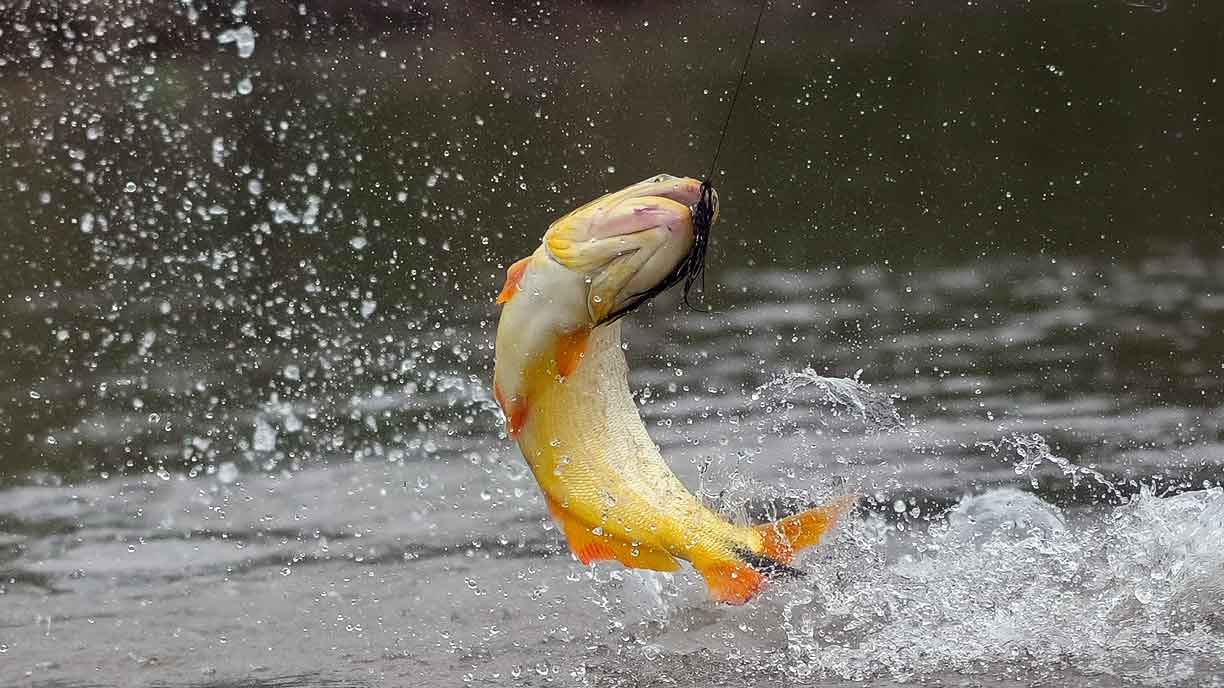 argentina dove golden dorado