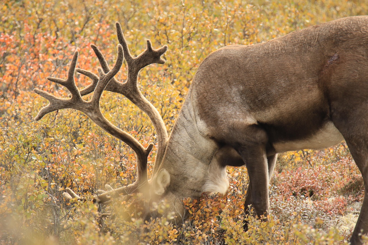 reindeer, caribou, wildlife, antlers, wilderness, caribou, caribou, caribou, caribou, caribou