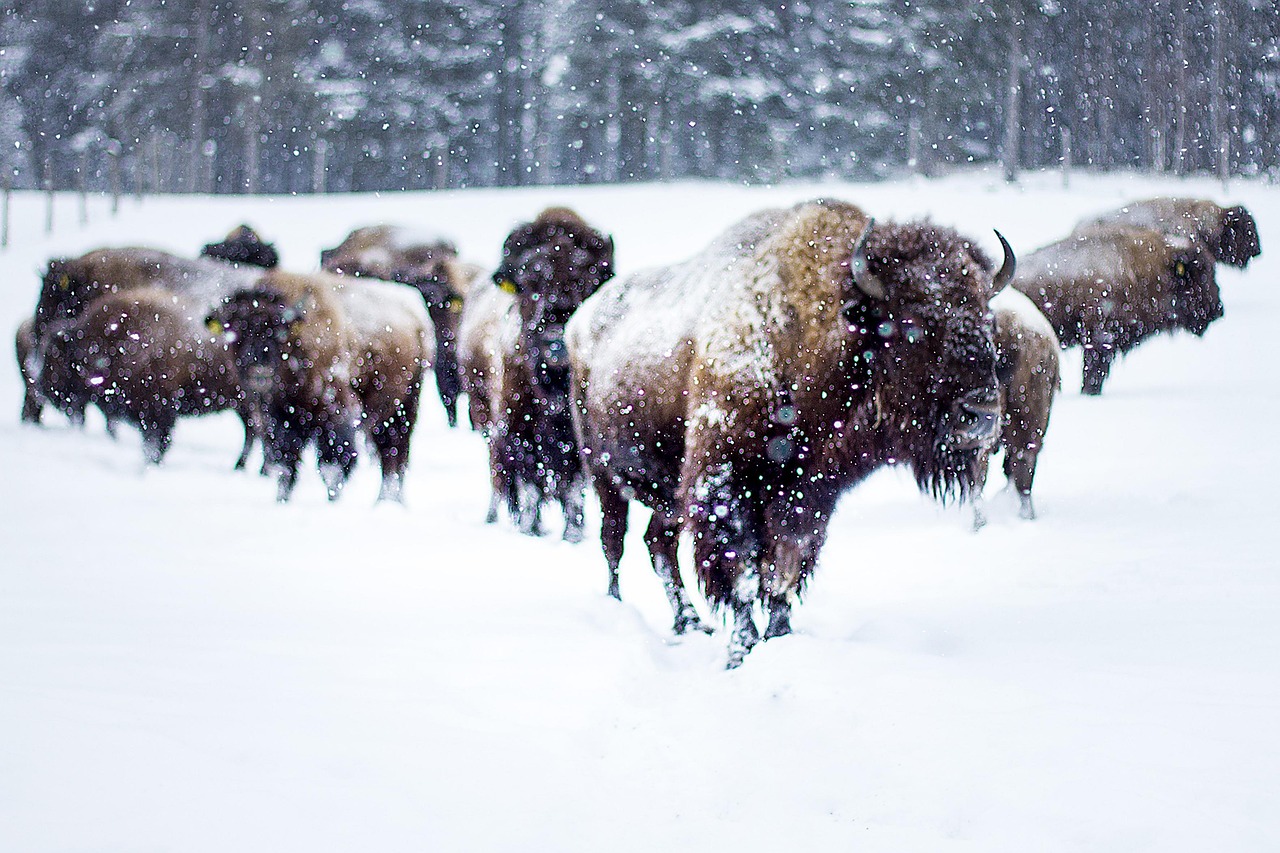 buffalo, winter, snow, bison-buffalo, wildlife, nature, herd, bison