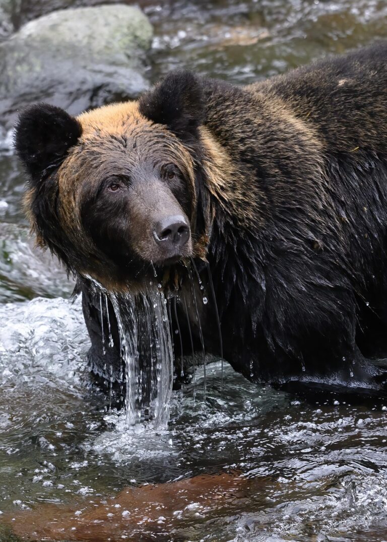 bear, brown bear, hokkaido brown bear, animal, wildlife, mammal, wild, nature, river, fur, predator, fauna, ussuri brown bear, ursus arctos lasiotus, ezo brown bear, hokkaido, japan
