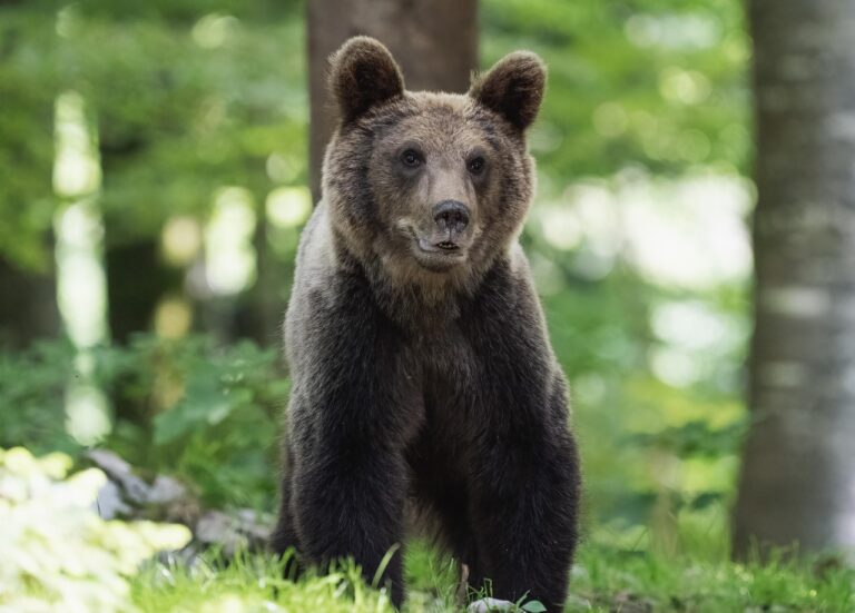 bear, nature, forest, trees, animal, woods, wildlife, wild animal, bear, bear, bear, bear, bear