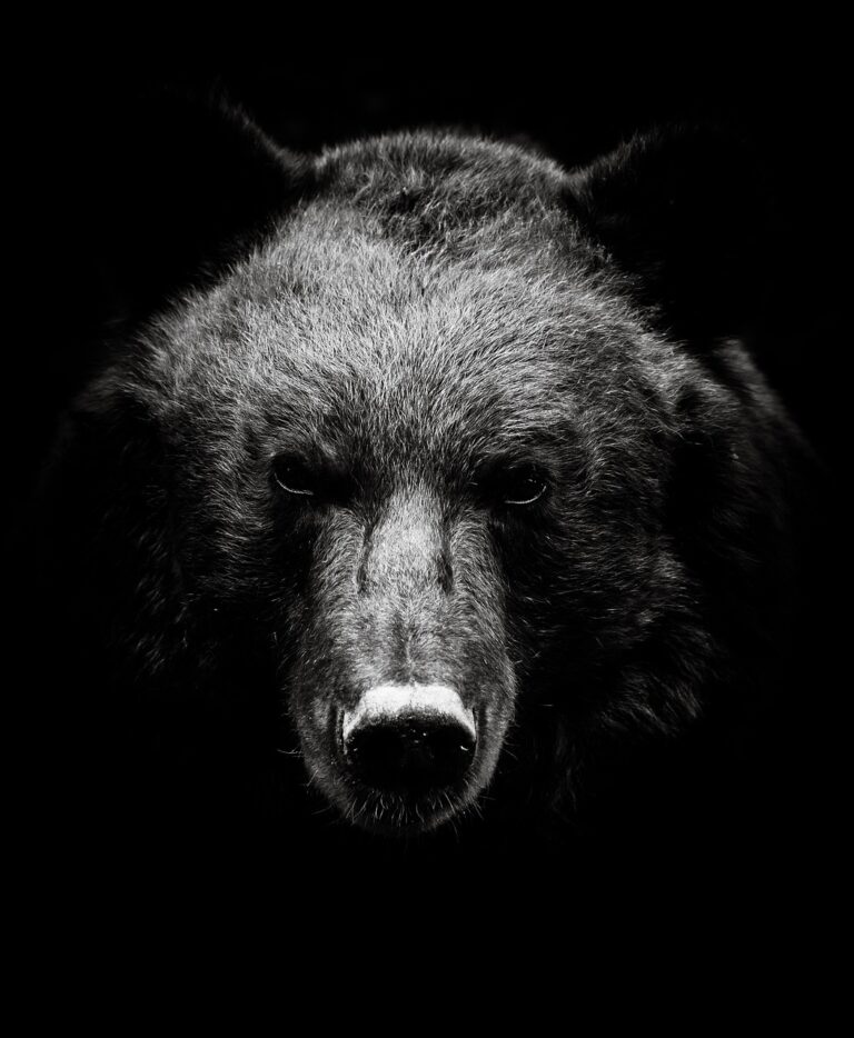 bear, animal, wildlife, nature, brown bear, wild animal, black and white, teddy, teddy bear, petz, master petz, animal face, face, edit, wild, wilderness, bear, bear, bear, bear, bear, wildlife, brown bear