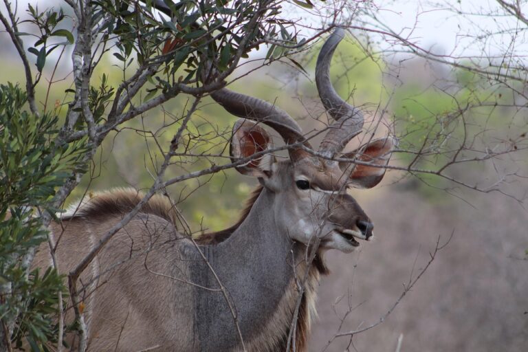 bushbuck, animal, safari, cape bushbuck, antelope, mammal, wildlife, wild, horns, nature, africa, bushbuck, bushbuck, bushbuck, bushbuck, bushbuck