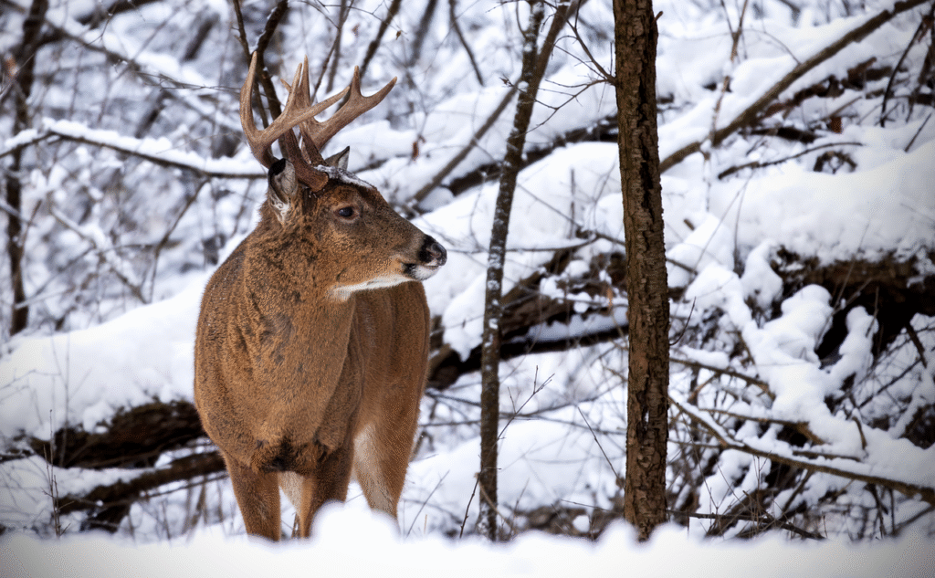animal, deer, buck, antlers, wildlife, nature, whitetail deer, winter, wild, mammal, species