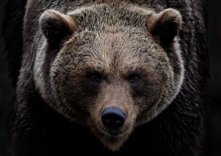 brown bear, grizzly bear, bear, nature, predator, hunter, dangerous, mammal, ursus, grizzly, animal, wildlife, wildlife photography, animal portrait, omnivore