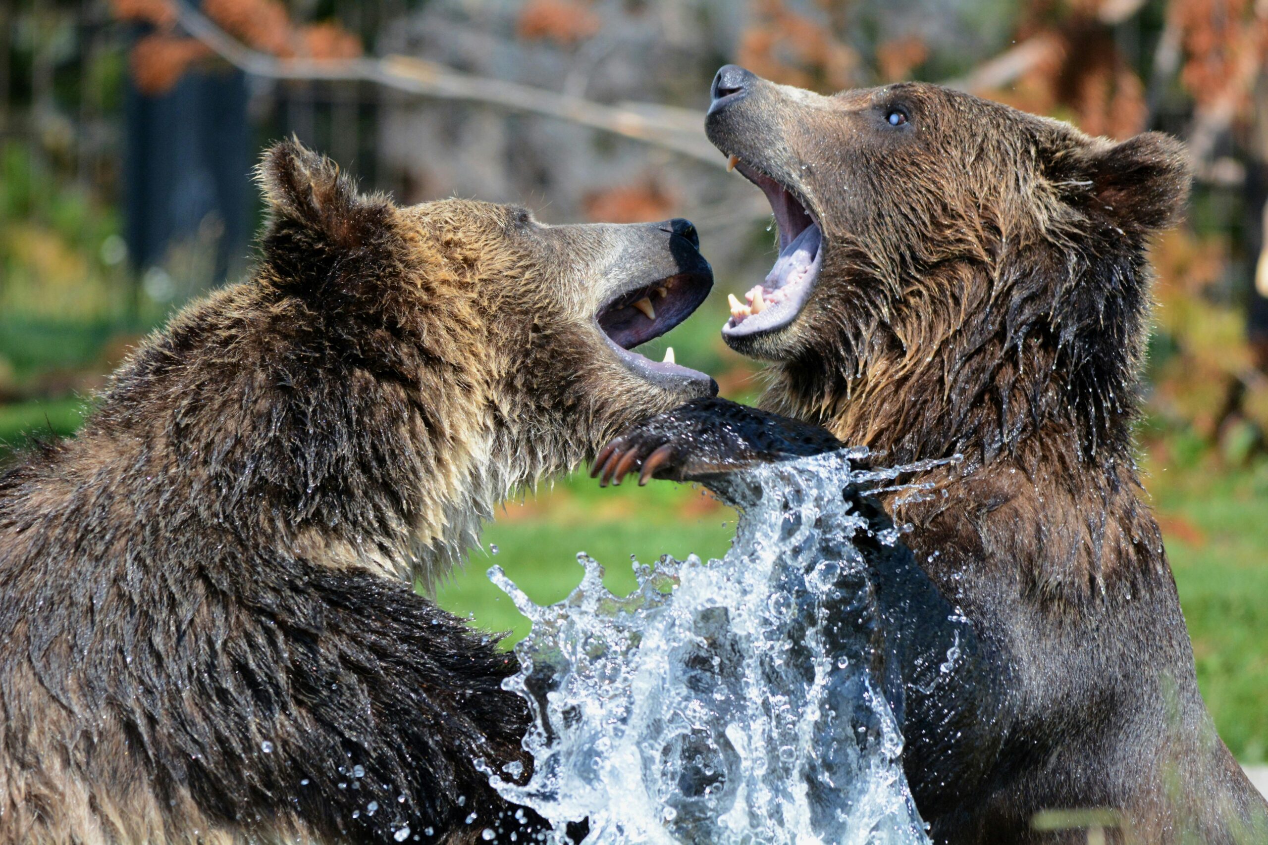 Two grizzly bears interacting near water, capturing wildlife dynamics in a natural setting.