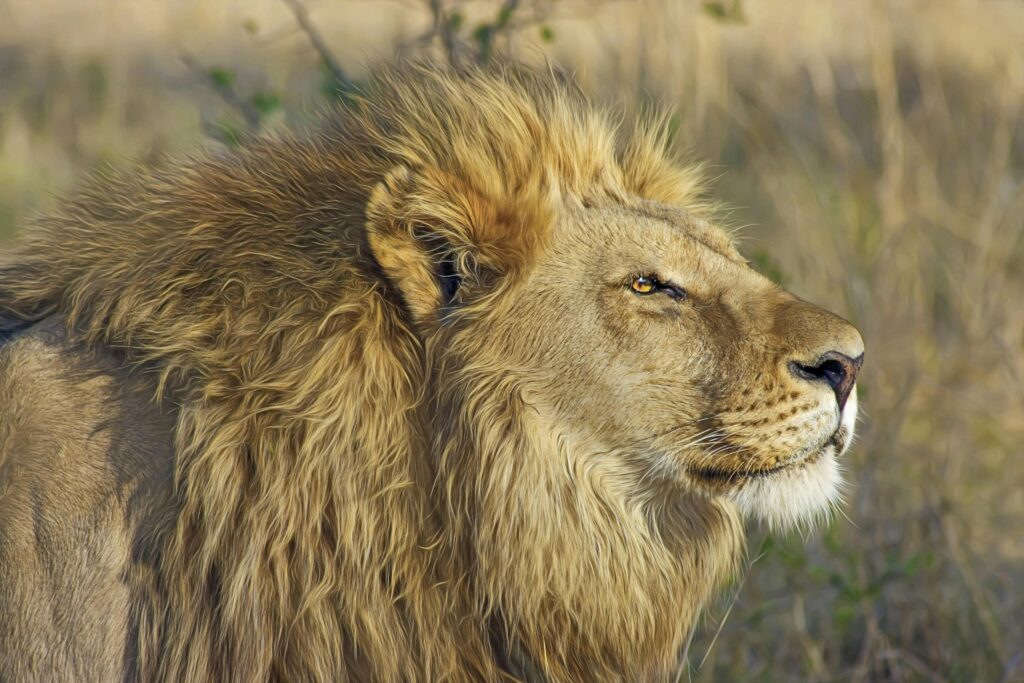 Close-up of a majestic lion with a golden mane in its natural habitat.
