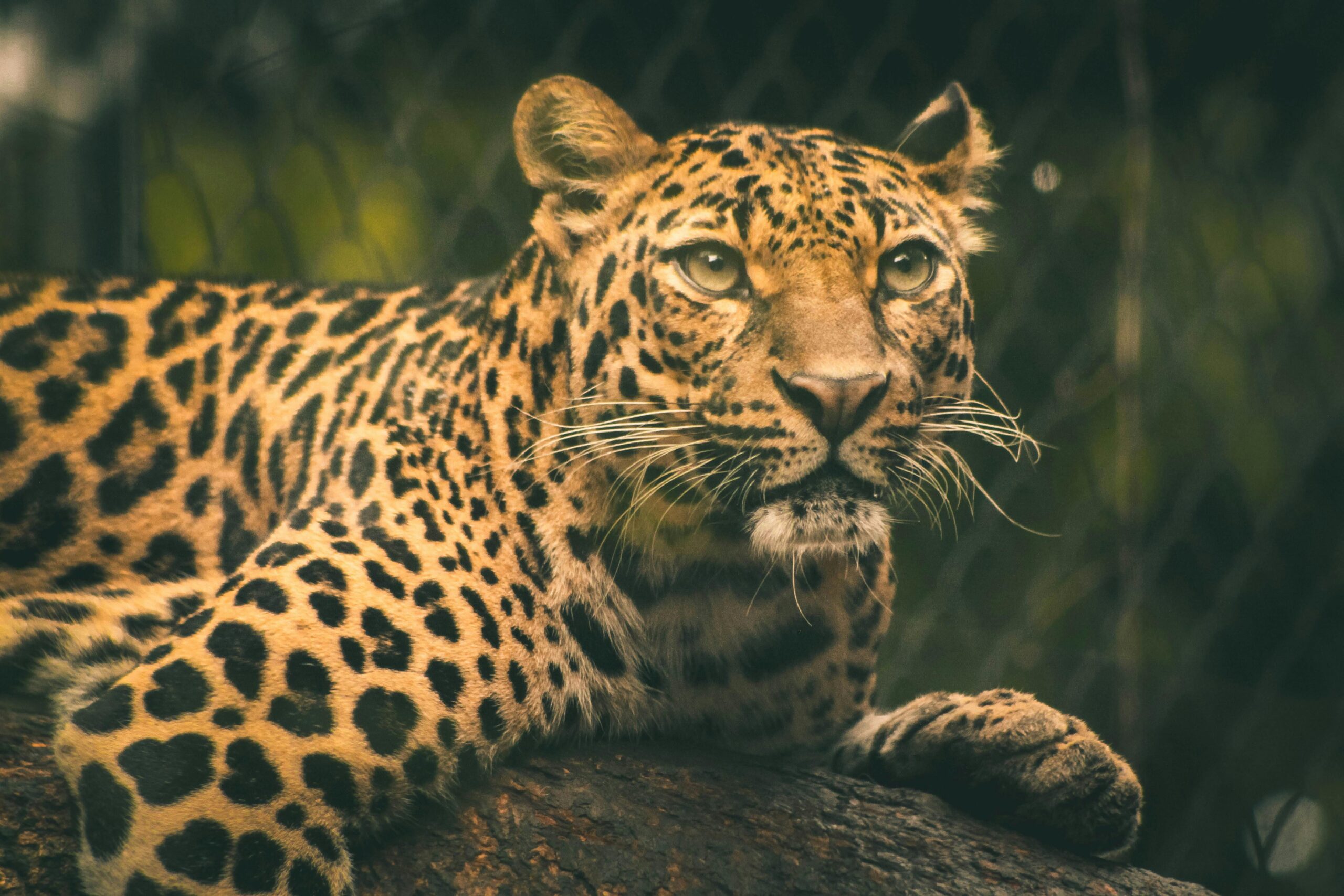 A detailed close-up of a leopard resting in a zoo, showcasing its vibrant spots and intense eyes.