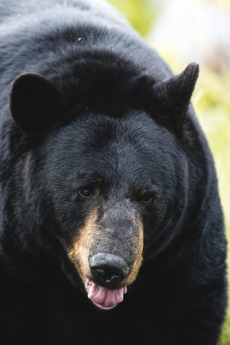 Detailed close-up of a black bear in its natural habitat, showcasing its intense gaze.