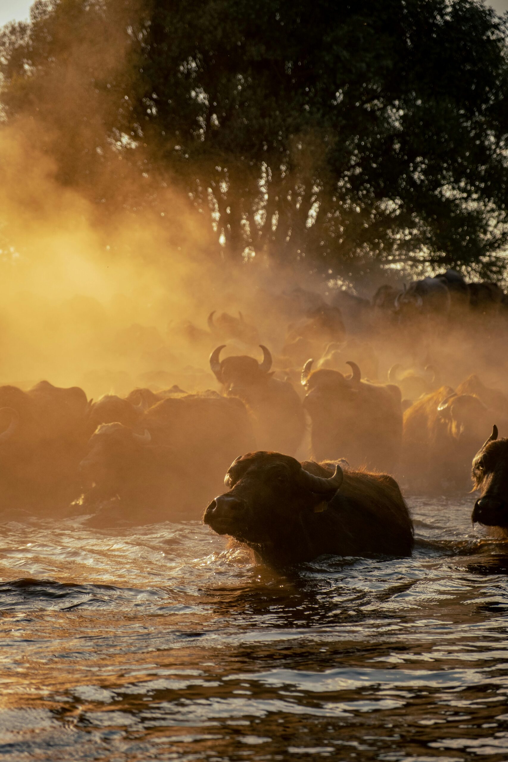 A herd of buffalo in misty water at sunrise, capturing a serene and timeless wildlife scene.
