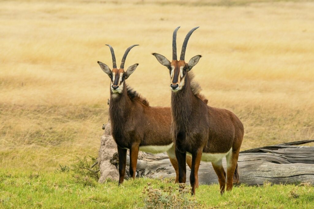 Two sable antelopes standing in a grassy field, showcasing their striking horns and rich brown coats.