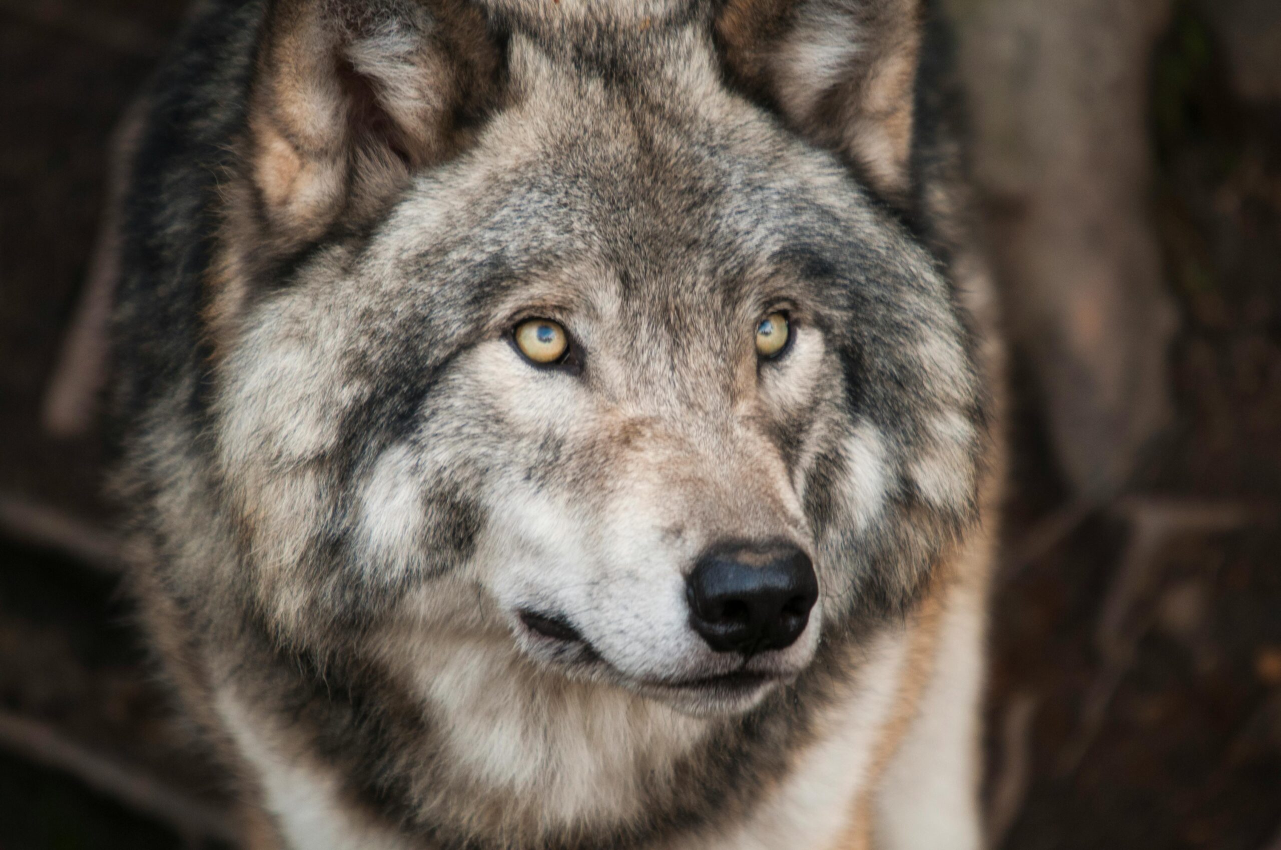 Majestic gray wolf with piercing eyes in a detailed wildlife portrait.