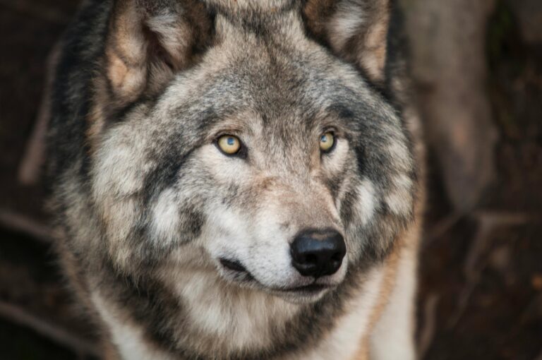 Majestic gray wolf with piercing eyes in a detailed wildlife portrait.