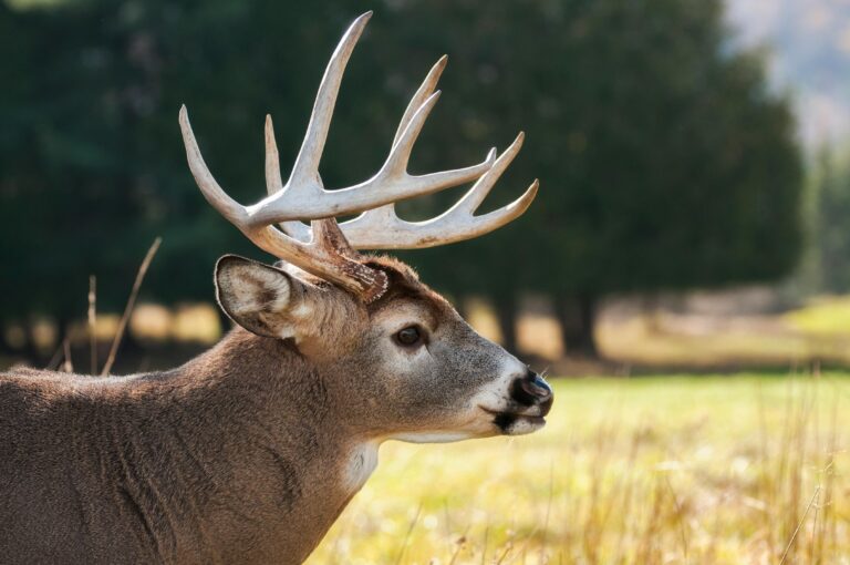 Close-up of a deer with antlers in a sunny outdoor setting, showcasing wildlife beauty.