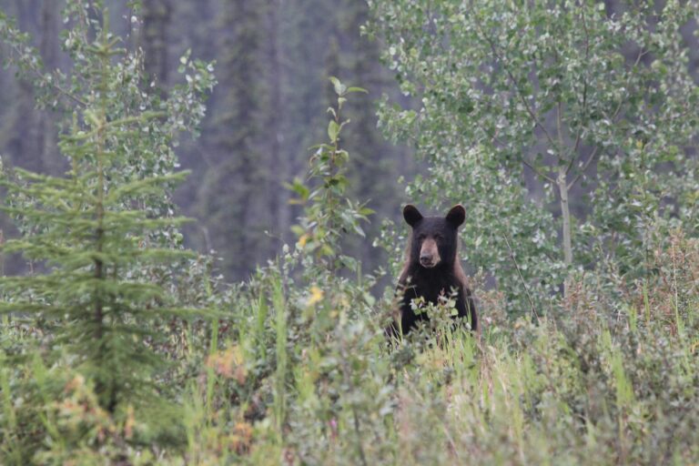 A black bear stands amidst green vegetation in a dense forest, showcasing wildlife in natural habitat.