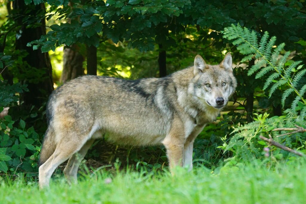 A captivating view of a grey wolf standing amid lush greenery, exuding wild beauty.