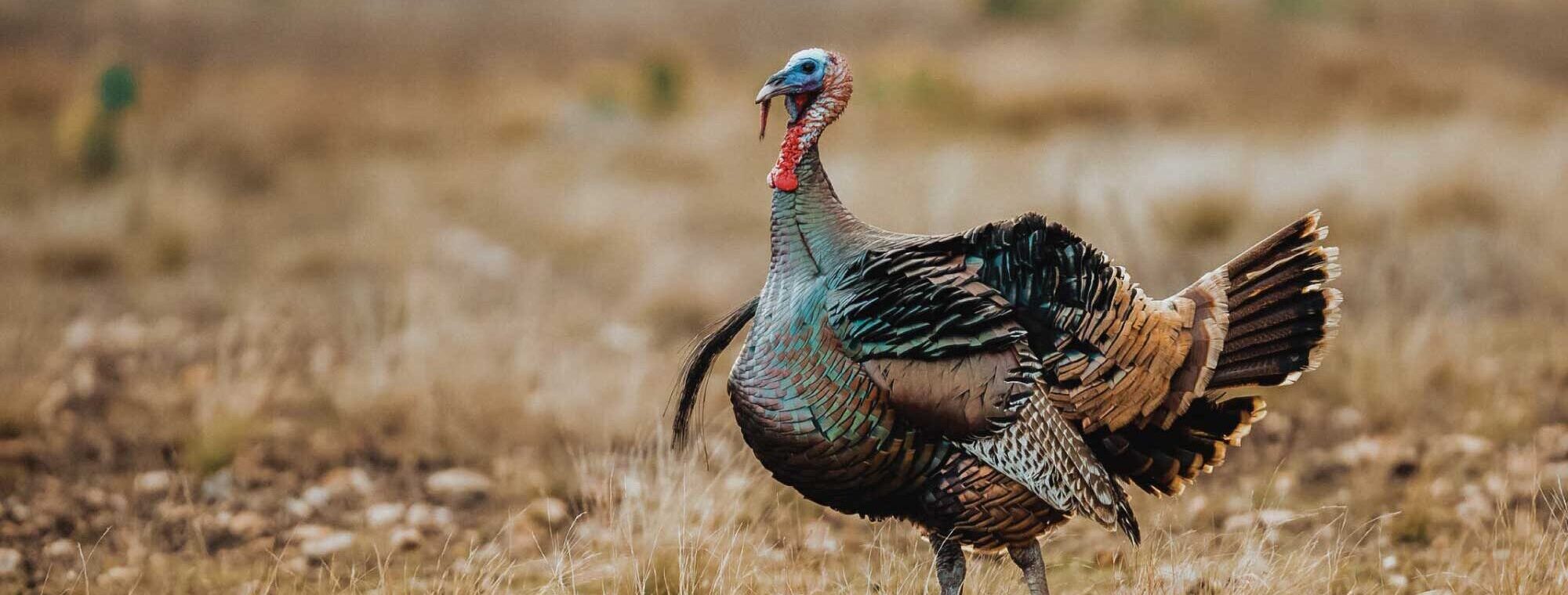 Shoshone Hunting Adventures Wild Turkey