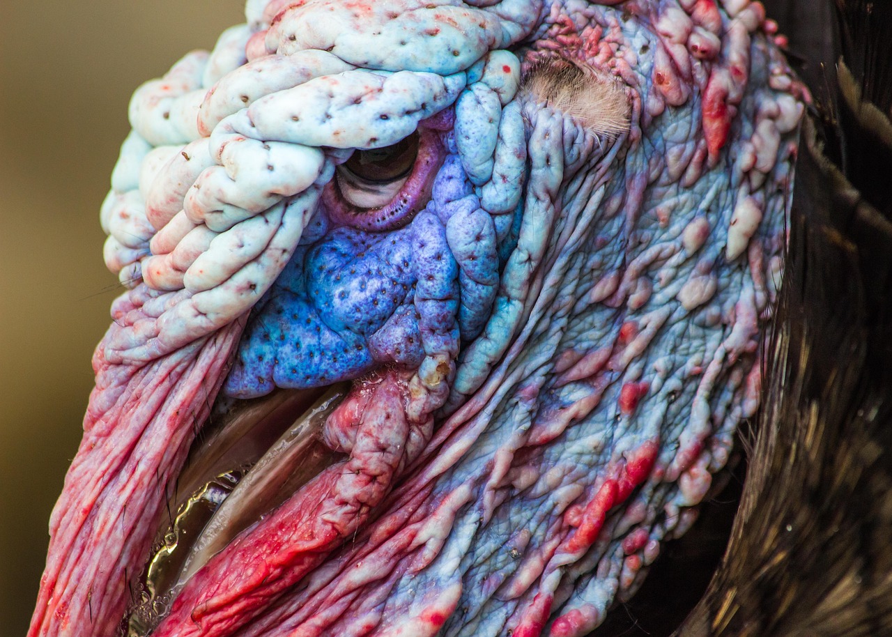 animal, wild, wildlife, nature, turkey, colorful, farm, bird, eye
