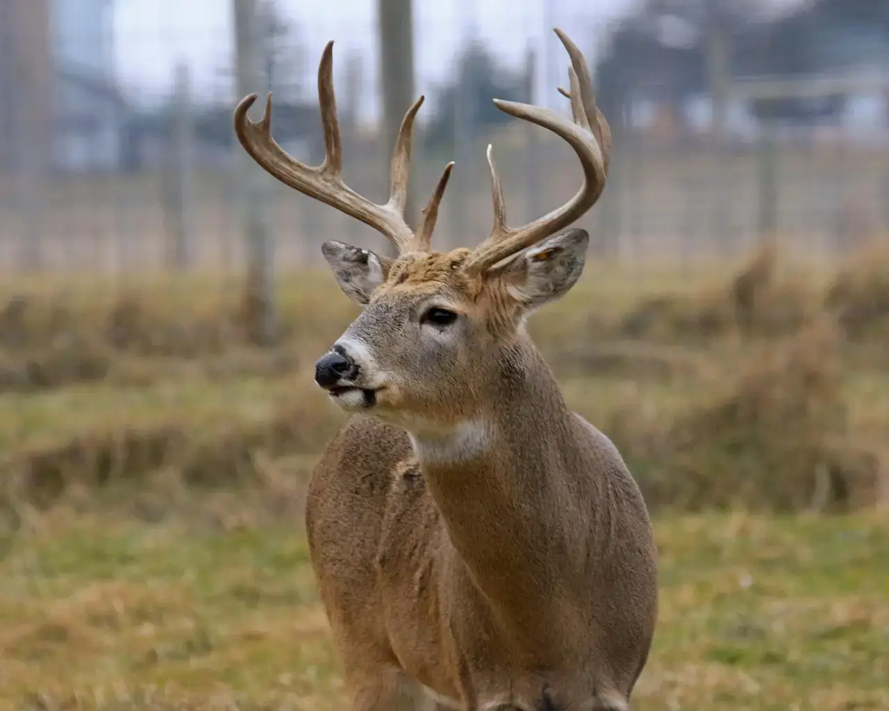 deer, buck, whitetail deer, antlers, whitetail, horns, male, mammal, fauna, whitetail deer, whitetail deer, whitetail deer, whitetail deer, whitetail deer, whitetail