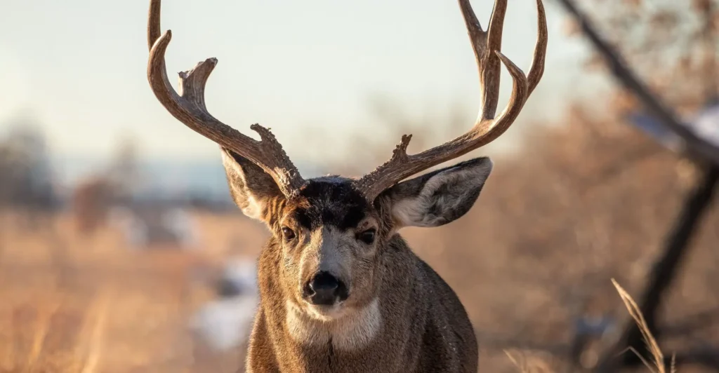 Shoshone Hunting Adventures Mule Deer