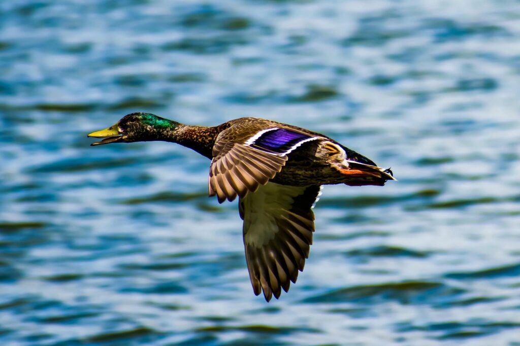 Vivid close-up of a mallard duck flying over a lake in Orlando, Florida.
