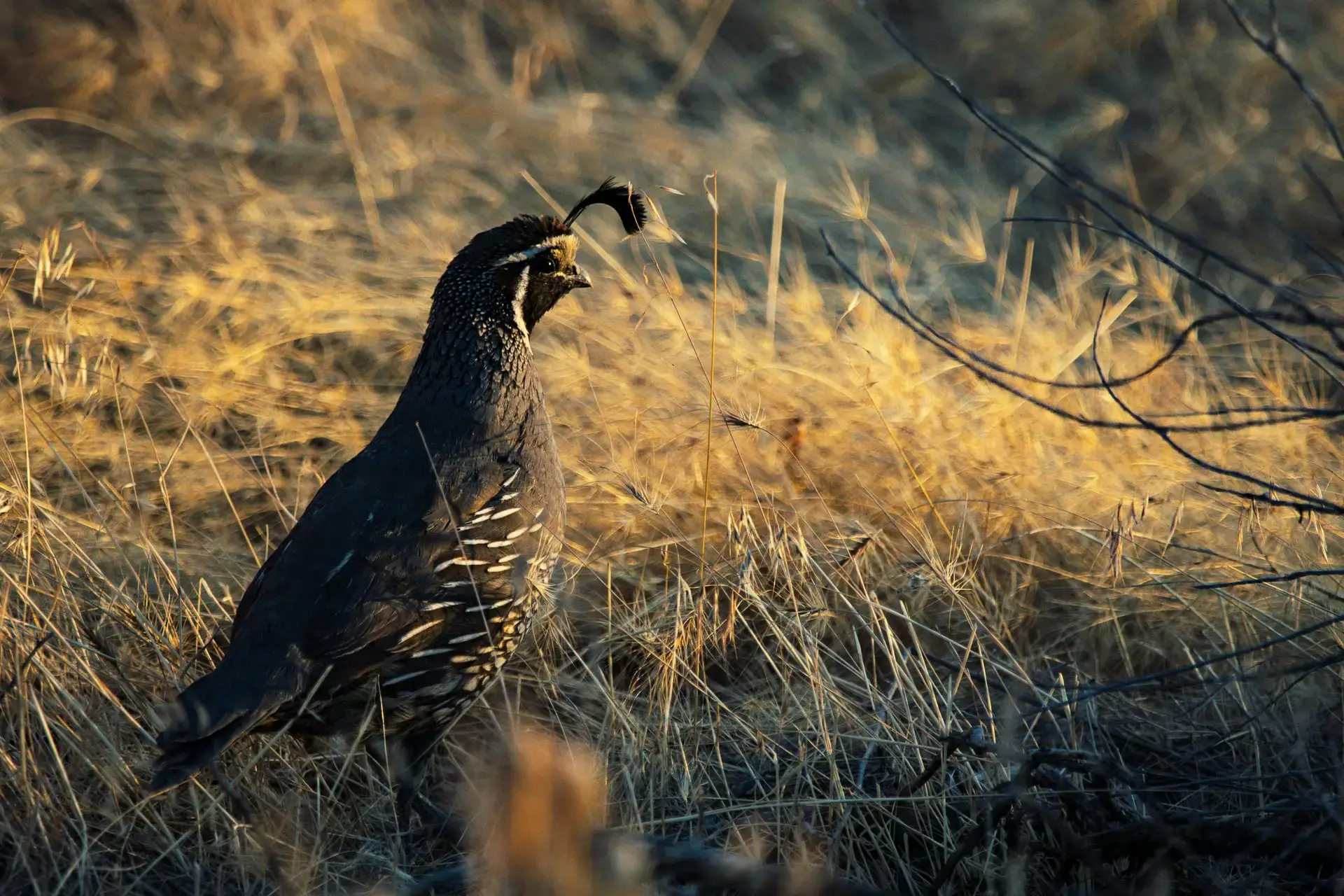 Close-up of a California Quail (Callipepla californica) in dry grassland during daylight.