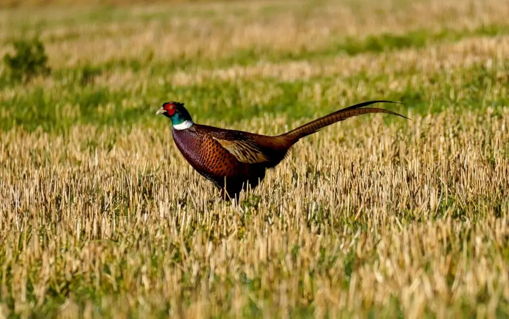 A vivid pheasant struts in a sunlit hayfield, showcasing its vibrant plumage. Perfect for wildlife lovers.
