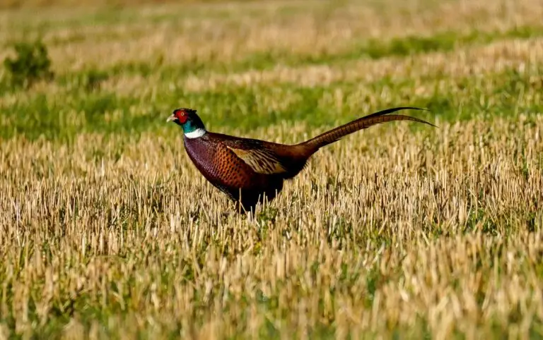 A vivid pheasant struts in a sunlit hayfield, showcasing its vibrant plumage. Perfect for wildlife lovers.