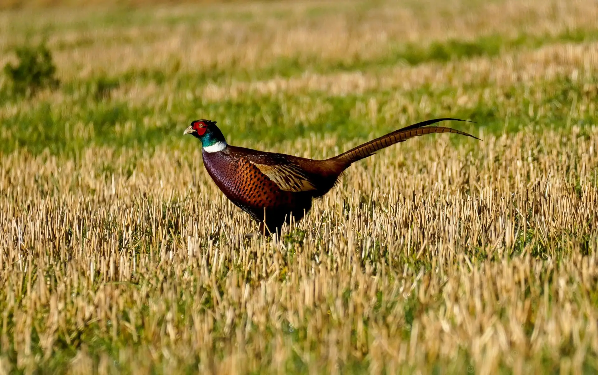 A vivid pheasant struts in a sunlit hayfield, showcasing its vibrant plumage. Perfect for wildlife lovers.