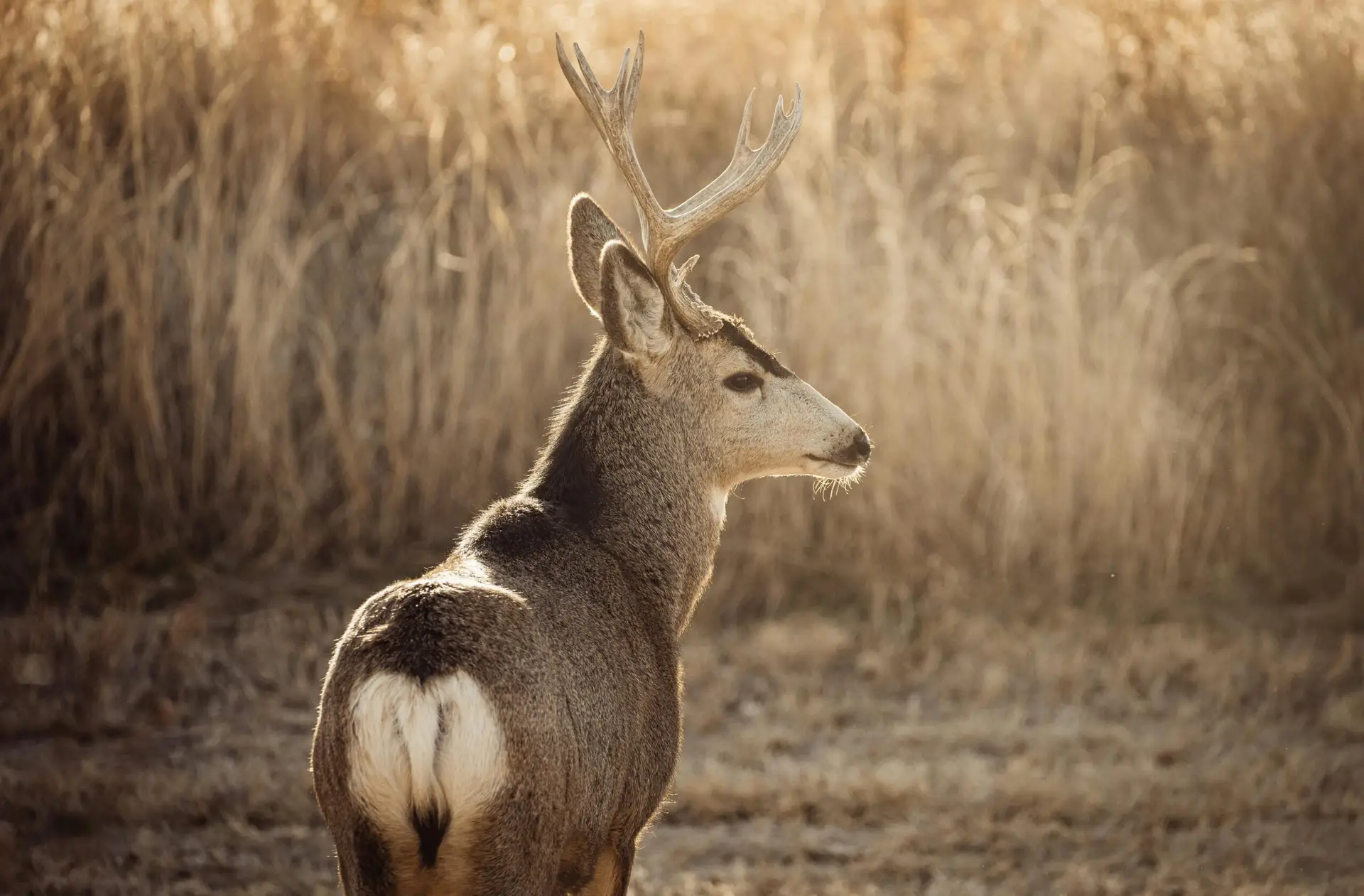 A mule deer buck captured in Sedalia, CO during sunrise with golden backlighting.