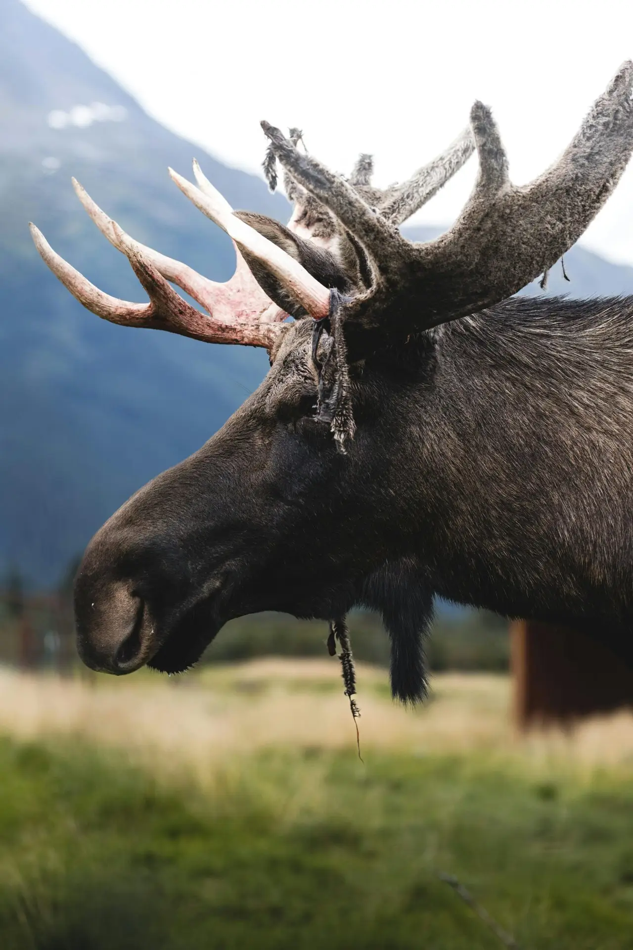 Close-up of a moose with antlers shedding velvet in a mountain field.