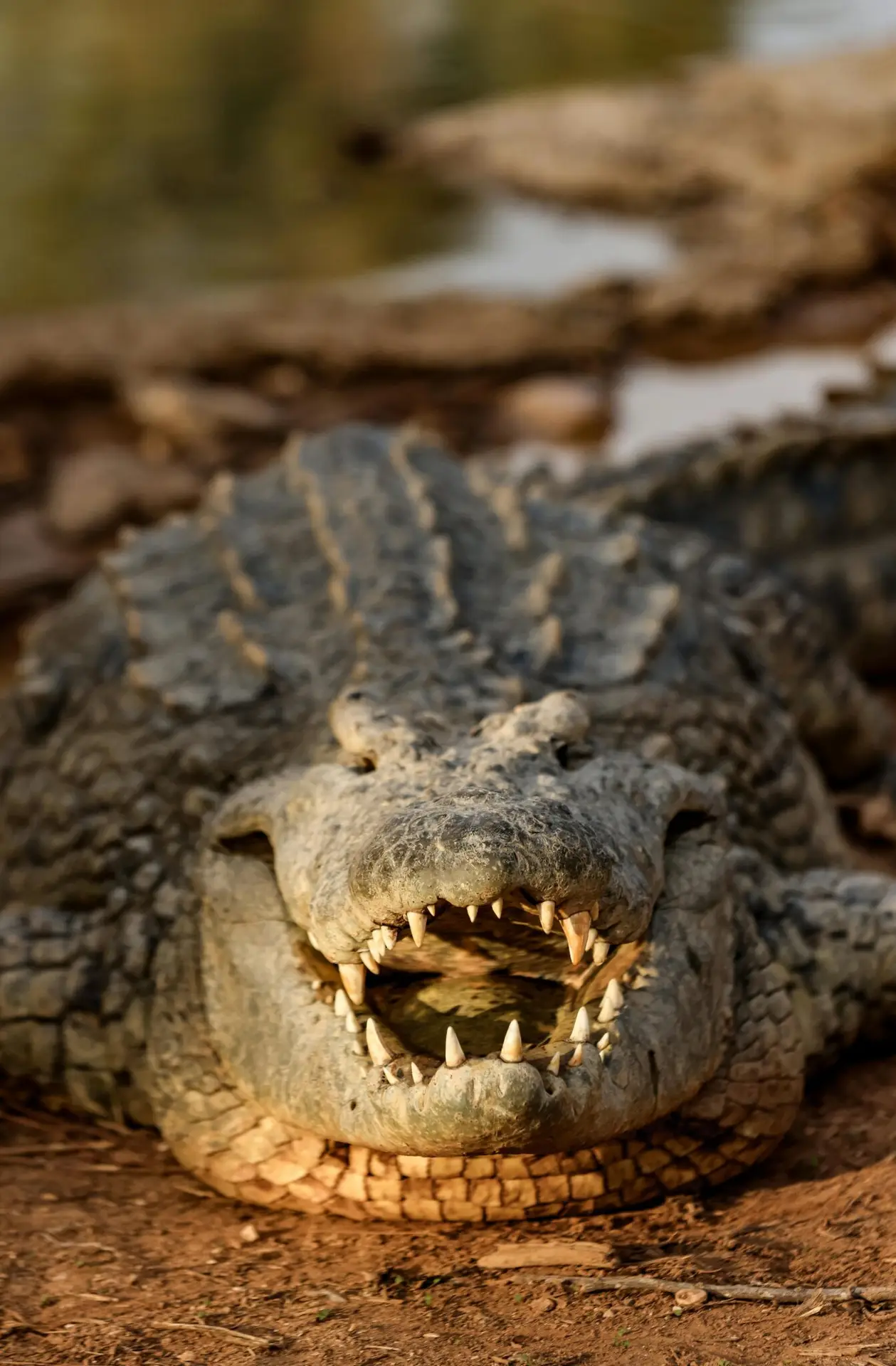 A detailed close-up of a crocodile displaying its impressive teeth while sunbathing by the edge of a body of water.