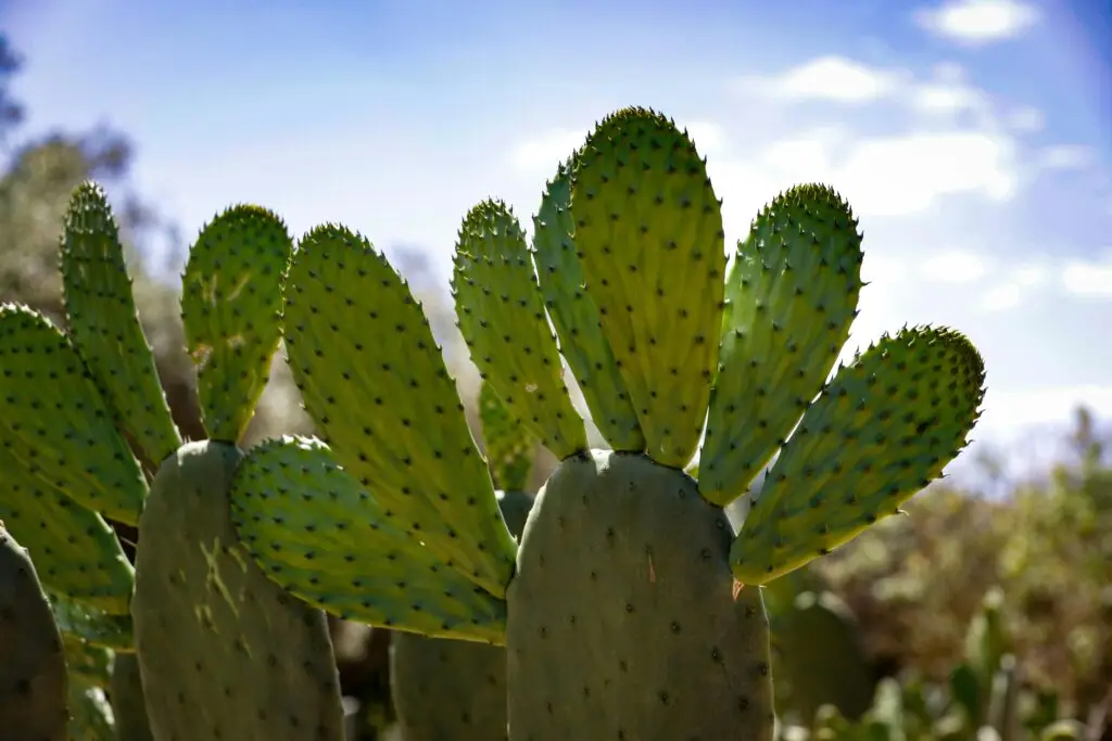Free stock photo of desert, desert plants, dry climate