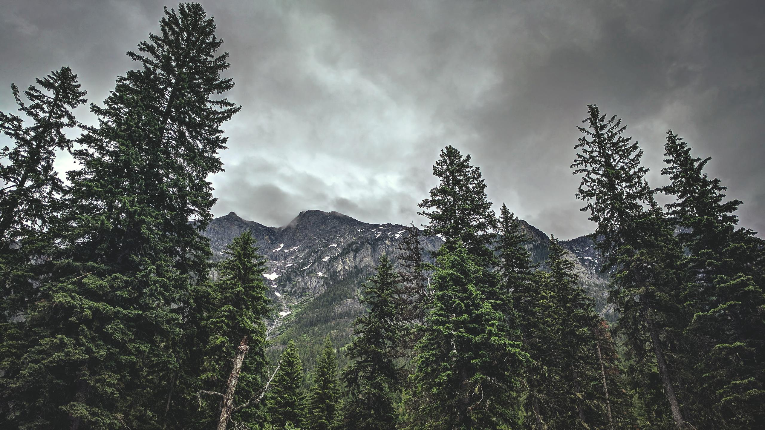 Breathtaking view of conifer trees and mountain peaks in West Glacier, MT.