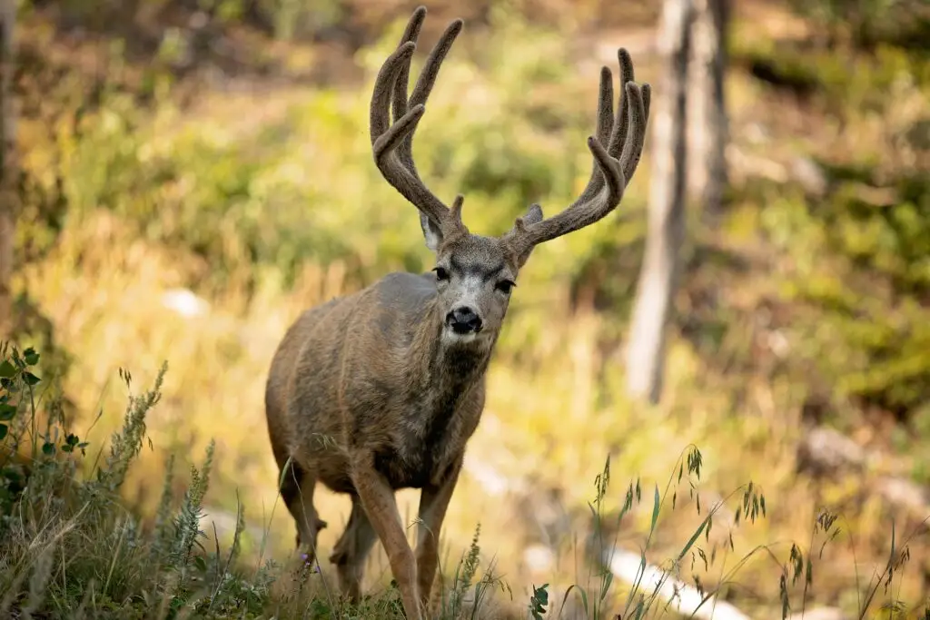Close-up of a mule deer buck in natural Colorado woodland setting.