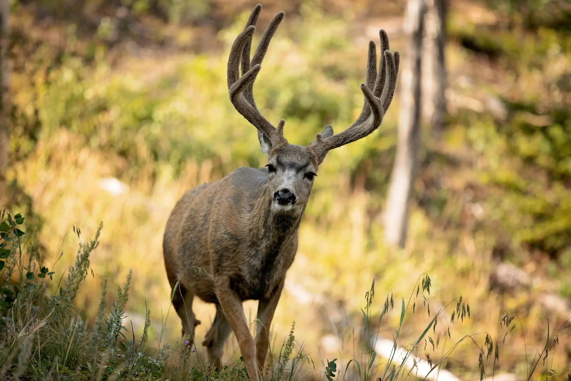 Close-up of a mule deer buck in natural Colorado woodland setting.