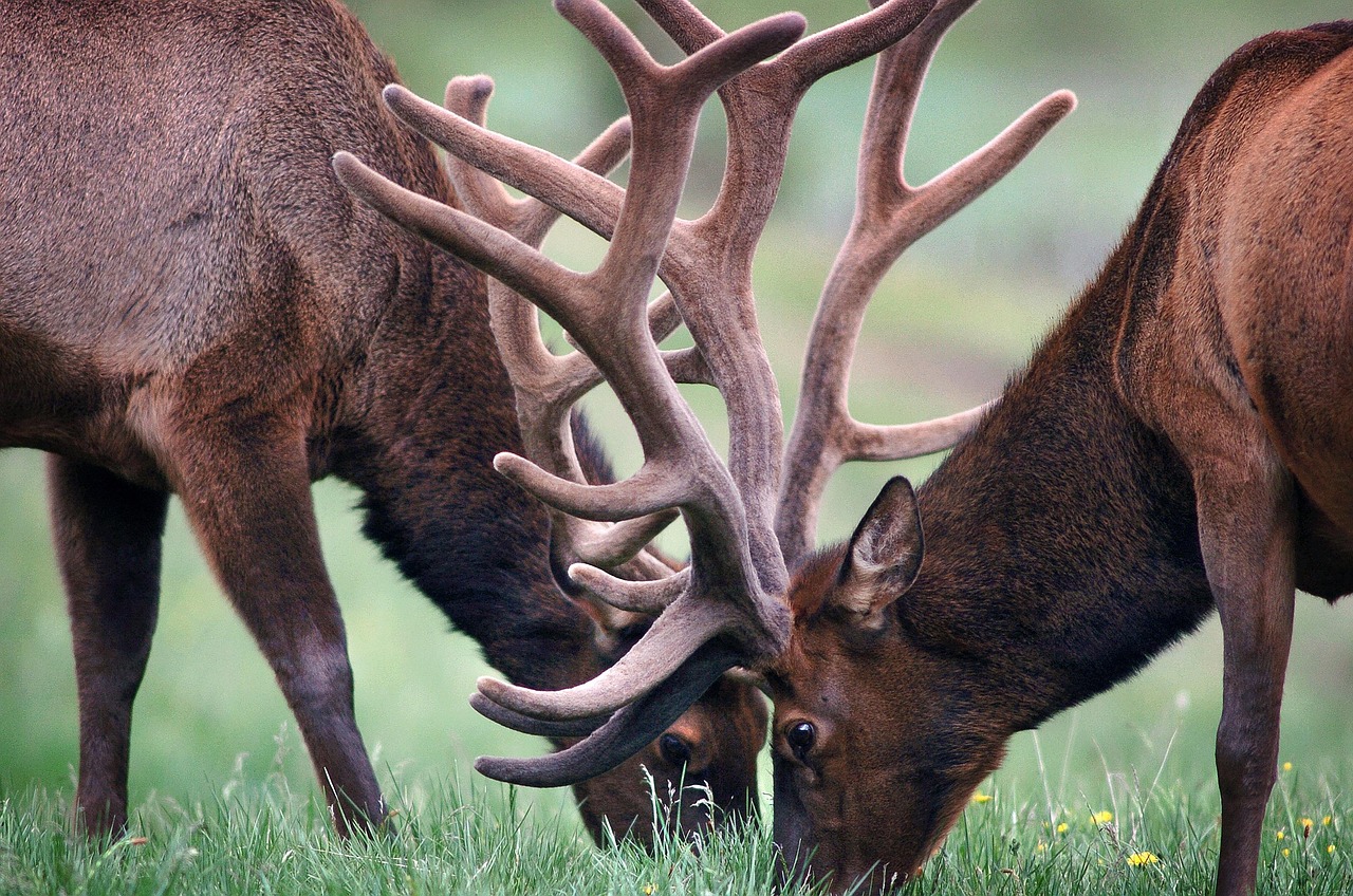 elks, antlers, deers, pair, horns, grass, graze, grazing, mammals, animals, animal world, wilderness, wildlife photography, colorado, nature, wildlife, antlers, colorado, colorado, colorado, colorado, colorado